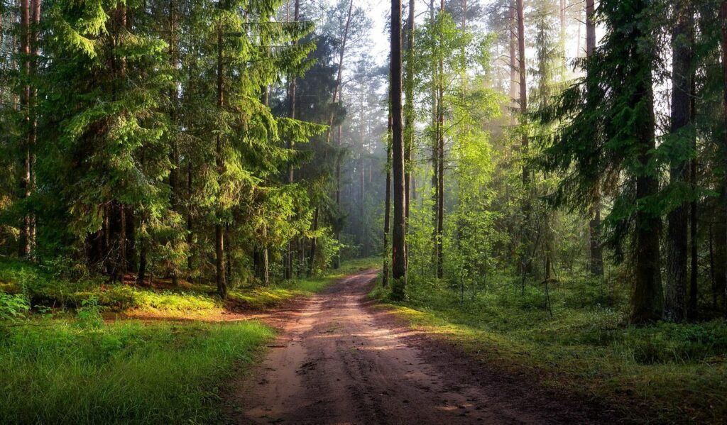 На Могилевщине пройдет «Неделя леса» с 9 по 16 апреля
