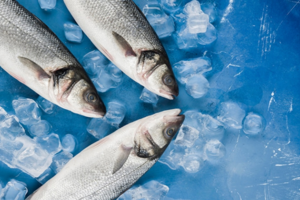 711 тонн рыбы выловлено в Могилевской области за 2021 год
