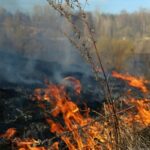 В Беларуси за сутки потушили 14 пожаров травы и кустарников