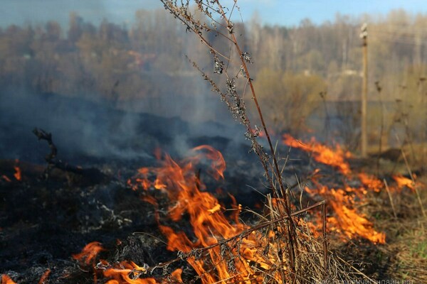 В Беларуси за сутки потушили 14 пожаров травы и кустарников