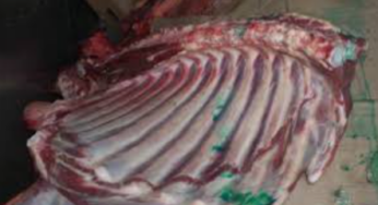 Да Расіі не давезлі беларускае мяса. Кантрабандыстаў спынілі ў дарозе