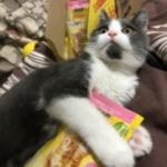 Friskies у Расіі больш не вырабляюць. У кампаніі вытворцы праблемы з сыравінай