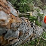 Пілаваў дрэва і забіў чалавека – трагедыя ў Магілёўскім раёне