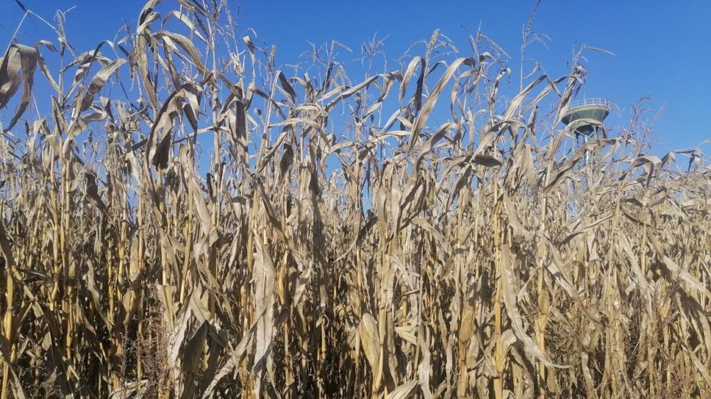 Страсти по кукурузе, и почему на Могилевщине в этом году ее будут убирать перезимовавшую