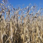 Страсти по кукурузе, и почему на Могилевщине в этом году ее будут убирать перезимовавшую