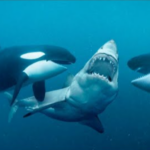Дзве касаткі-маньяка ўчынілі масавую разню белых акул на ўзбярэжжы Паўднёвай Афрыкі