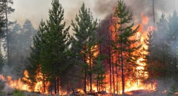 У магілёўскіх лясах абвешчаны пажаранебяспечны перыяд