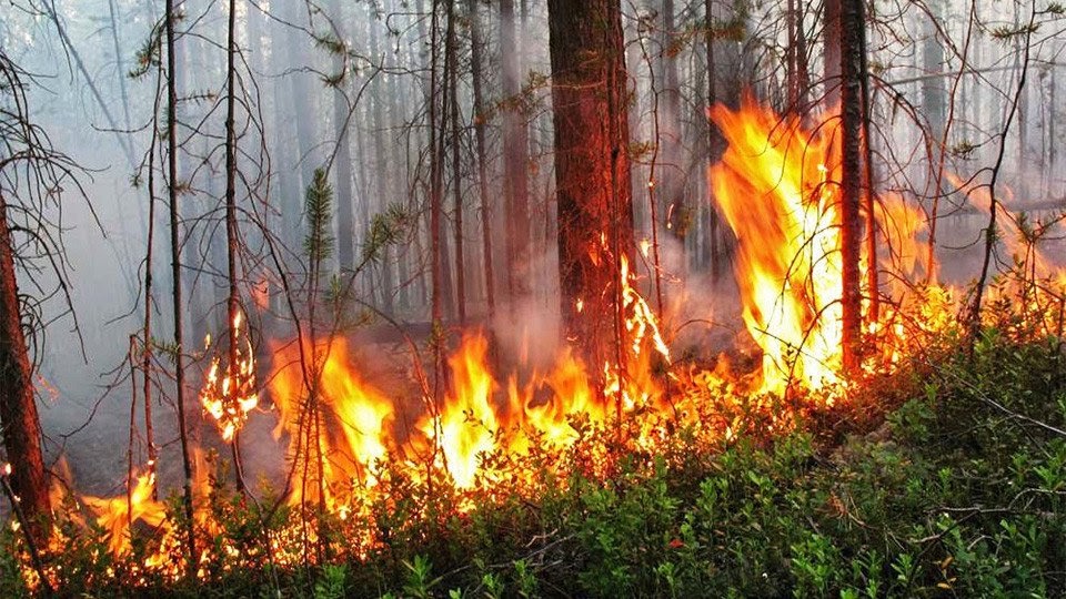 На лясным пажары пад Клічавам згарэлі амаль тры гектары лесу