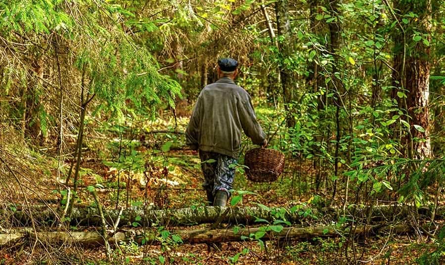 Пенсіянер заблукаў у лесе пад Касцюковічамі, яго пошукі спыненыя