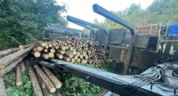 Парваліся тросы – у Шклоўскім раёне лесавоз перавярнуўся і засыпаў дарогу бярвеннем