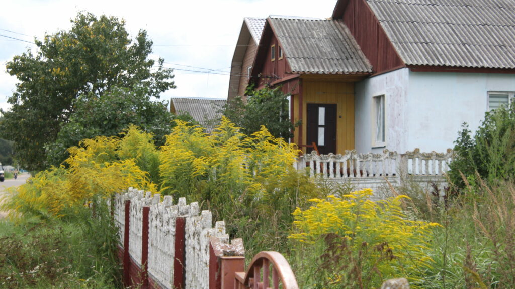 Инвазивные растения – непрошенные гости белорусских деревень