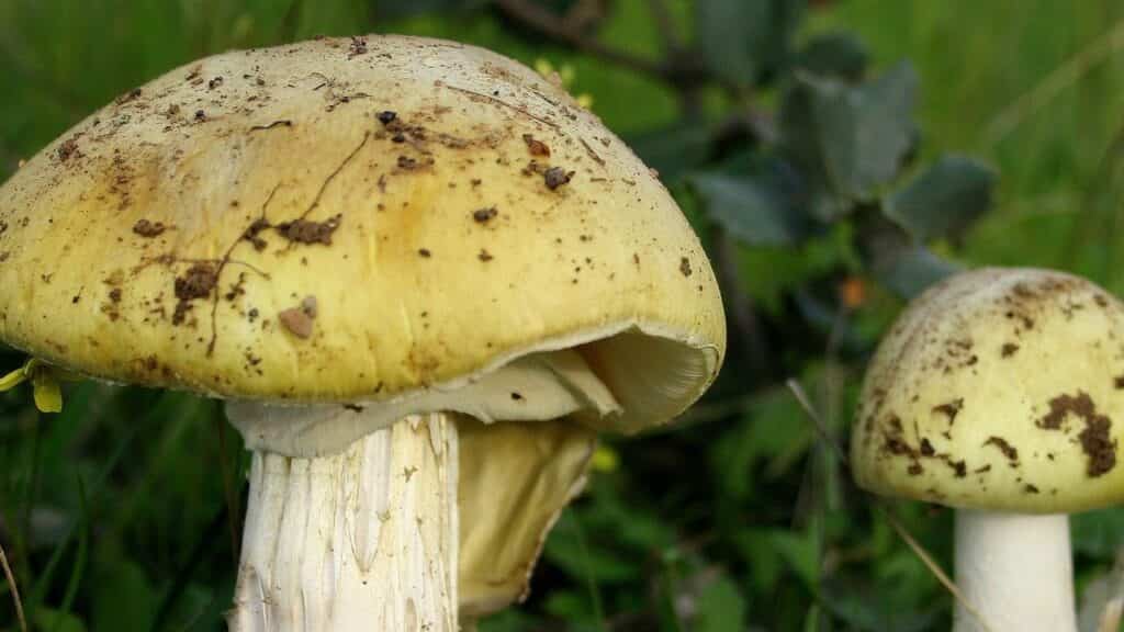 Опасные дары леса – с начала года грибами отравились 14 жителей Могилевщины
