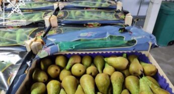 На мяжы з Расіяй затрымалі 40 тон польскіх груш