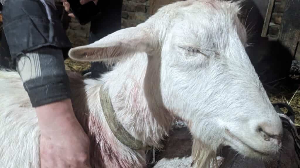 “Жыць ім да заўтра” – у Бабруйску два сабакі насмерць парвалі коз і гусей