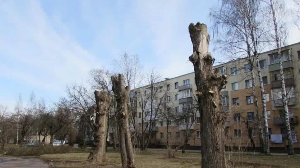 Горожане возмущены – коммунальные службы вырубают деревья на центральных улицах Быхова
