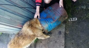 Двух сабак выратавалі на Магілёўшчыне работнікі МНС за выходныя