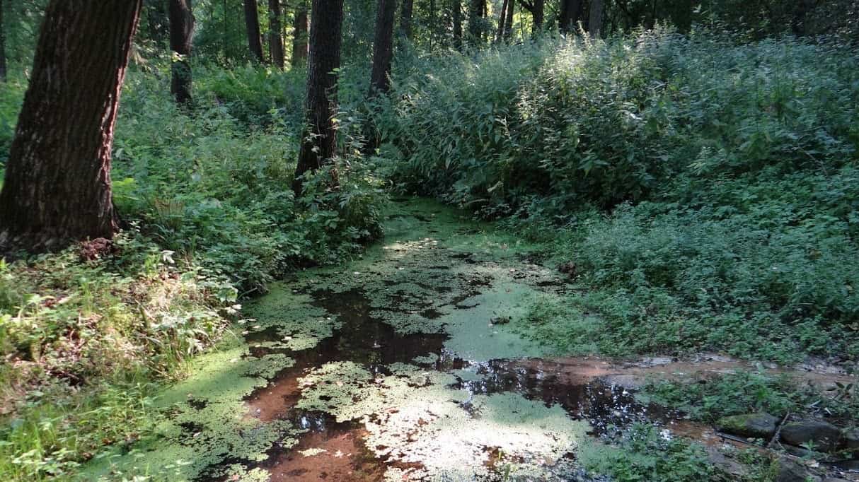 У Слаўгарадскім раёне з’явіліся два новыя помнікі прыроды