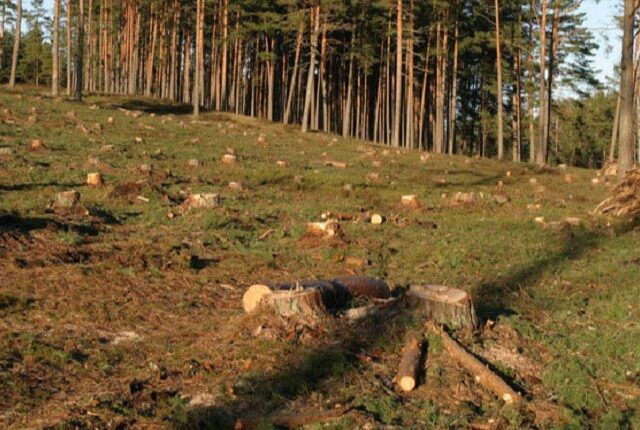 Юные пни в краю родном: экологическая тропа в Климовичском районе