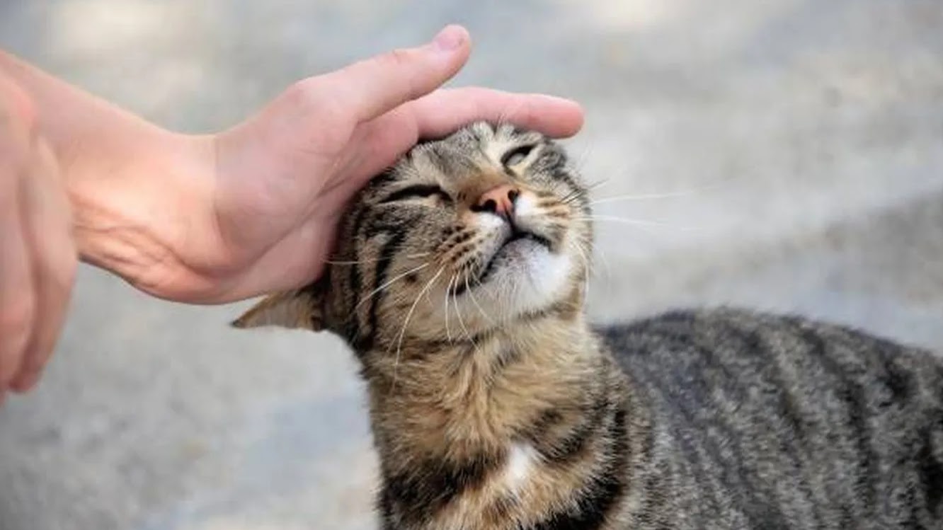 бешеный кот