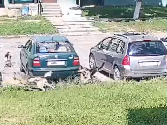 Жители Костюкович жалуются на стаю агрессивных собак