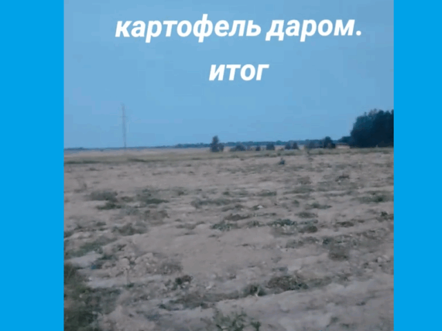 В Краснополье целое поле картошки отдали даром