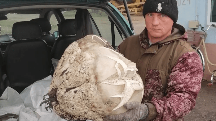 На Бабруйшчыне знайшлі грыб вагой амаль 10 кілаграм