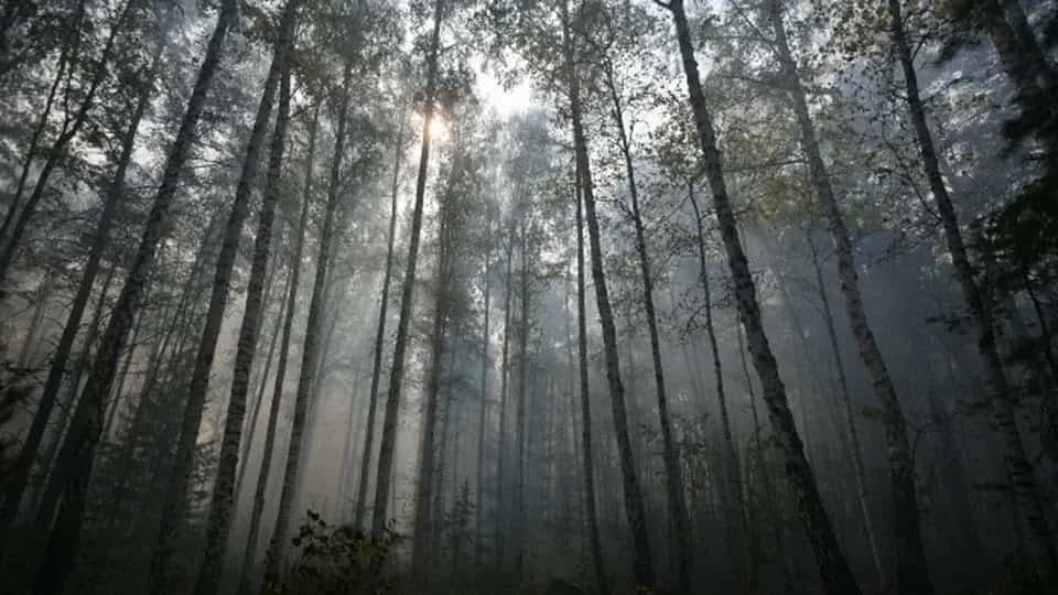 Грыбнік з Магілёва паказаў, як трэба дзейнічаць, калі заблукаў у лесе