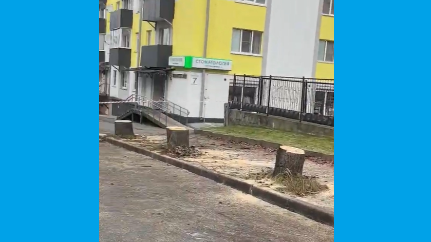 У Магілёве высякаюць здаровыя дрэвы