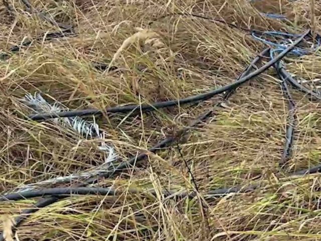 У Магілёўскім раёне медзь цэніцца вышэй за грыбы