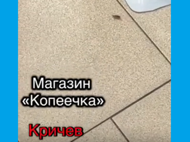 Прусакі пасяліліся ў крычаўскай “Капеечцы”