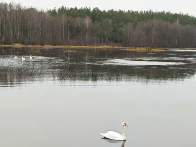 Бялыніцкія лебедзі не паляцелі ў вырай