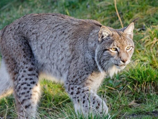 У Клічаве рысь прыйшла ў «Кулінарыю»