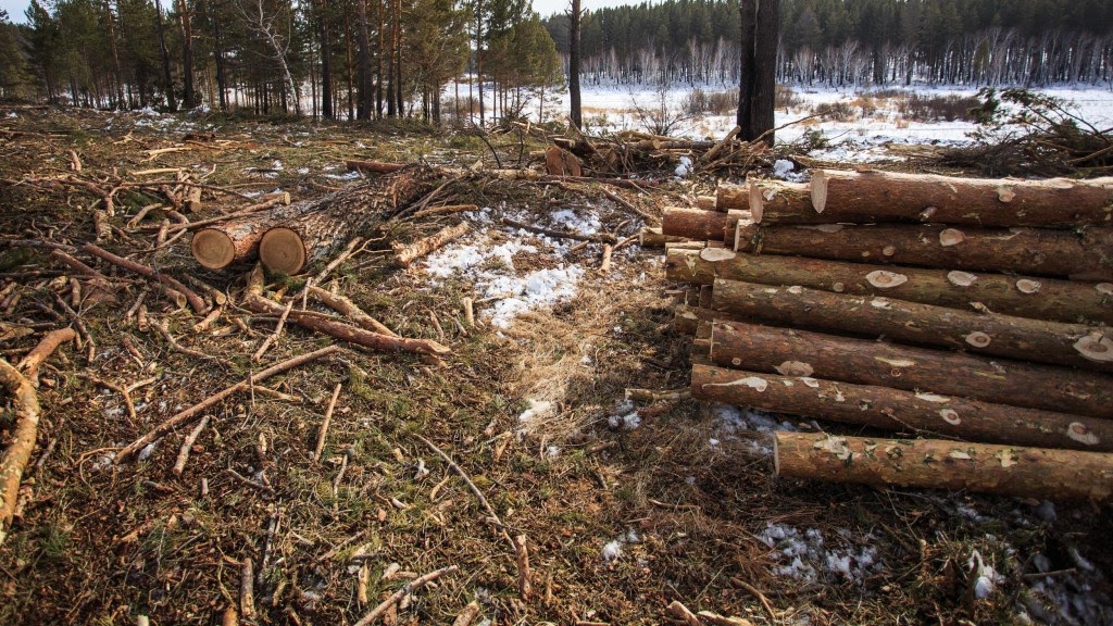 Пракуратура знайшла парушэнні ў лясгасах Магілёўшчыны