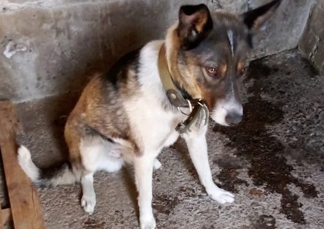 У Бабруйску бадзяжных жывёл лавілі з парушэннямі