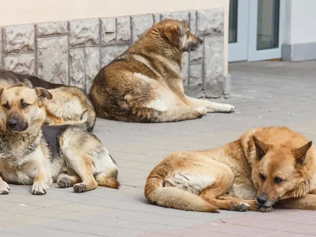 Бадзяжныя сабакі ў Асіповічах: праблема не ў сабаках і не ў «прыкормшчыках», а ў службах