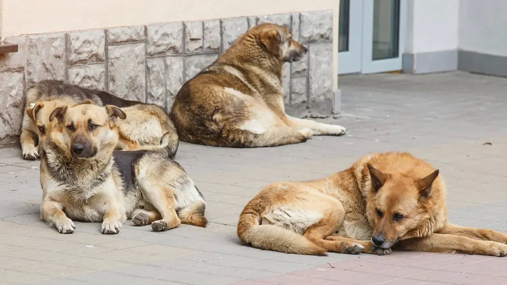 Сабакі