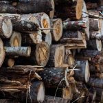 Магілёўскі ляснічы арыштаваны за незаконную вырубку лесу
