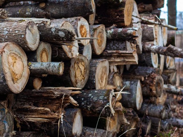 Магілёўскі ляснічы арыштаваны за незаконную вырубку лесу