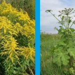 На Магілёўшчыне актыўна распаўсюджваюцца небяспечныя гатункі раслін