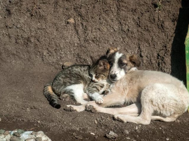 Быхаў і Чавусы далучыліся да тэмы бадзяжных сабак і адкрылі «эфект Экзюперы»
