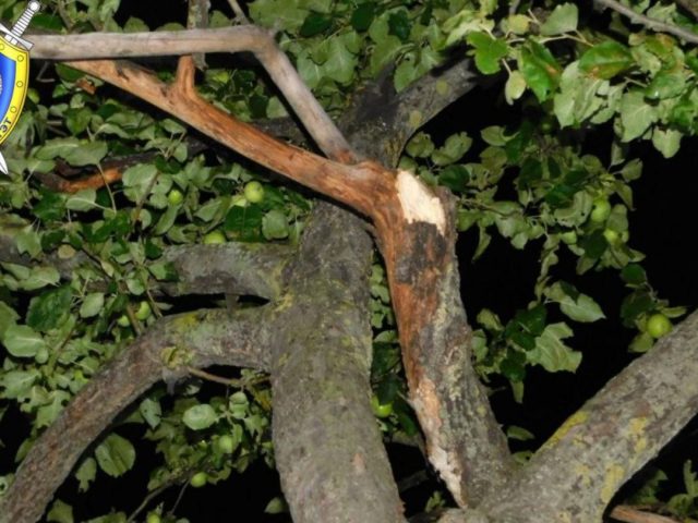 У Бабруйску 9-гадовы хлопчык упаў з яблыні, з вышыні 3,5 метра на бетон
