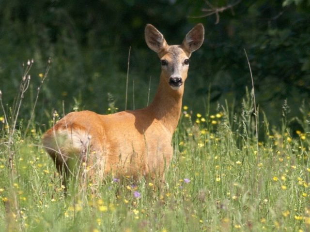 У Чэрыкаўскім раёне 72-гадовага пенсіянера асудзілі за незаконнае паляванне на казуль