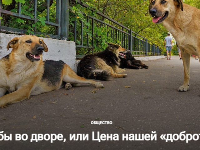 Краснаполле: сабакі ідуць туды, дзе заканчваюцца людзі