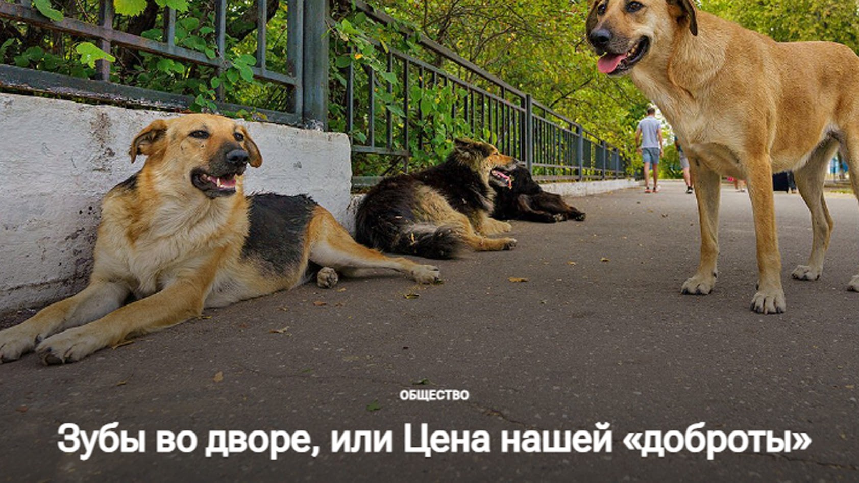 бадзяжныя сабакі