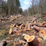 У Клічаве вынеслі прысуд былому ляснічаму – чатыры гады ўзмоцненага рэжыму