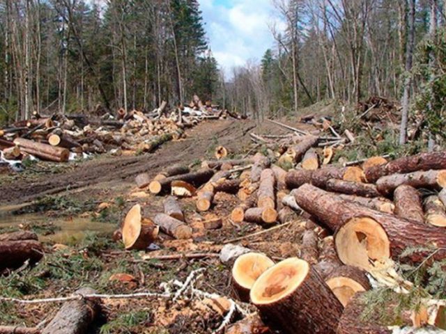 У Клічаве вынеслі прысуд былому ляснічаму – чатыры гады ўзмоцненага рэжыму