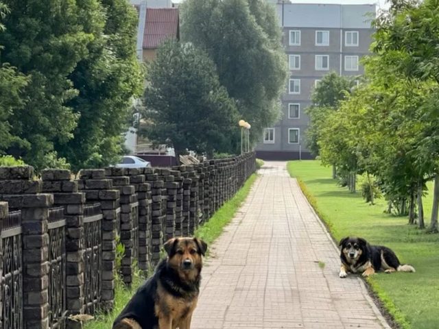 Раёны з «залатой» калекцыі Лукашэнкі славяцца бадзяжнымі сабакамі
