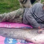 Рыбак у Магілёўскай вобласці выцягнуў сома вагой 32 кілаграмы і даўжынёй 1,6 метра