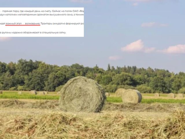 «Ваўкаванне» ў Быхаве: за тры гады разумнейшымі не сталі